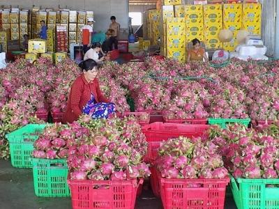 Bình Thuận quy hoạch phát triển thanh long bền vững