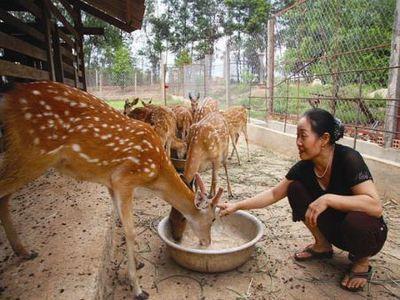 Phương pháp kỹ thuật chăn nuôi nai - Chọn phối giống và Chuồng trại