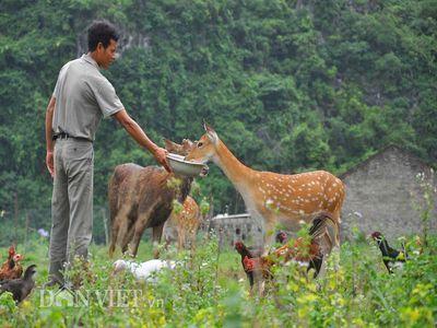 Phương pháp kỹ thuật chăn nuôi nai - Giống và đặc điểm giống