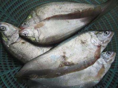 Quy trình kỹ thuật nuôi cá thát lát cườm trong lồng