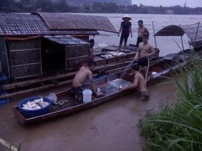 Sau mưa lũ, hơn 60 tấn cá lồng mất trắng