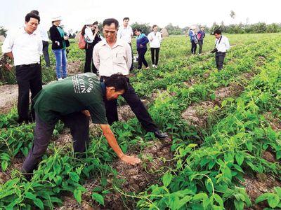 Thay lúa bằng màu cho lợi nhuận cao