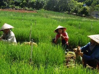 Rau củ Đà Lạt tăng giá mạnh