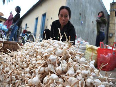 Tỏi Lý Sơn bị làm nhái, người mua lạc vào ma trận