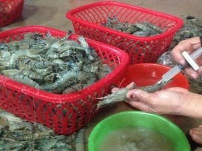 Phát hiện xe tải chở 553 kg tôm bơm tạp chất
