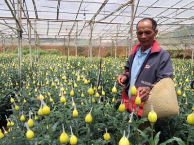 Lão nông chịu chơi với hoa hồng