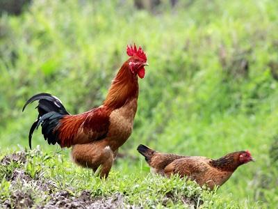 Tư vấn - Quy trình làm Vaccine phòng bệnh cho gà đẻ trứng
