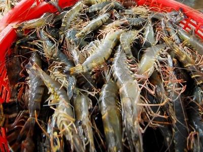 Xuất khẩu thủy sản sang Úc, rất cần gỡ bỏ rào cản kiểm dịch