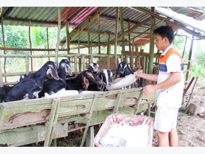 Có một làng nuôi hàng ngàn con dê bằng dây khoai lang