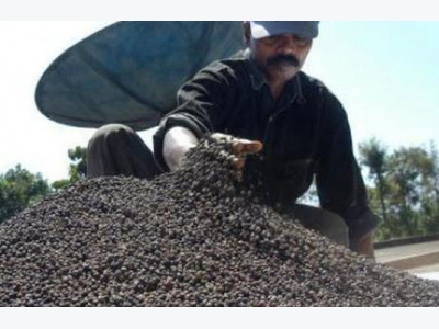 Chinese businesses trying to overtake pepper market: VN Pepper Association