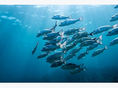 Why Its Important to Have Both Farmed and Wild Fish