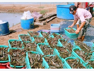 Mekong Delta set to focus on three national seafood products