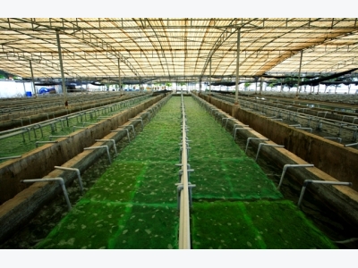 Rong nho biển: Giàu giá trị kinh tế