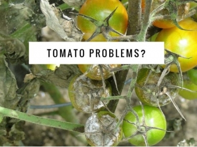 Troubleshooting Tomato Problems