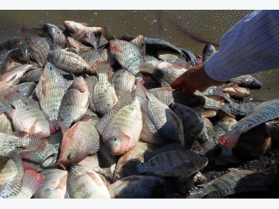 Egypts success with tilapia a blueprint for all Africa