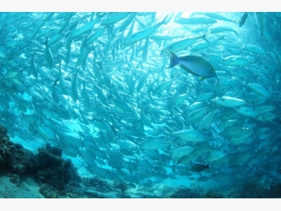 How Erosion and Forestry Impact Aquaculture