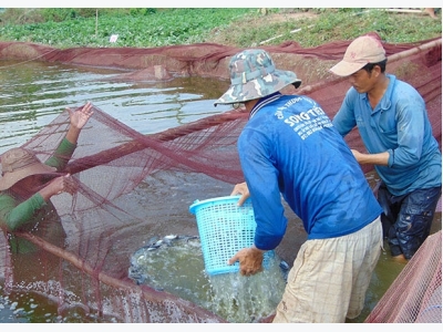 Kỹ thuật vận chuyển cá giống