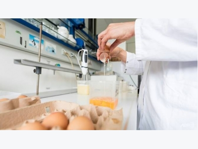 Egg scare costs Dutch poultry farmers US$39m