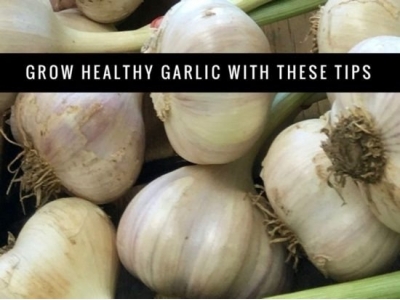 How to Grow Garlic