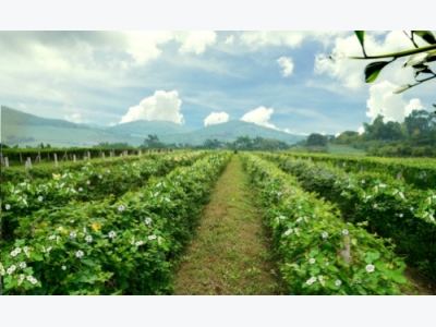 Vùng dược liệu quy mô 250ha ở Nghệ An