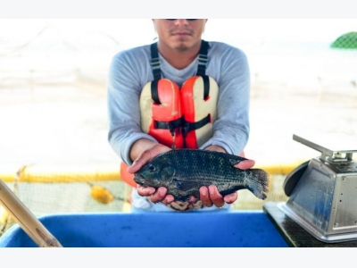 Its Time to Change Tilapias Reputation