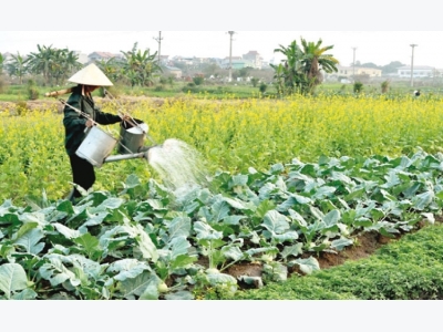 Agricultural sector strives to attain growth target