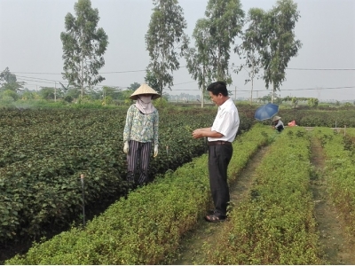 Quản lý rau an toàn theo mô hình cộng đồng