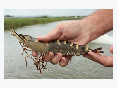 Disease, breeding difficulties crushing hopes of black tiger shrimp farmers