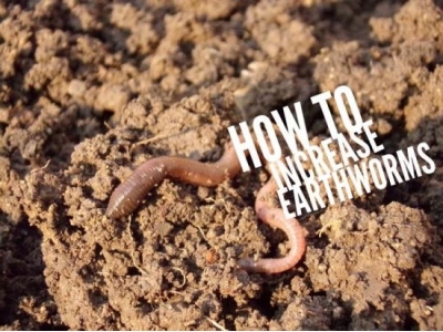 How to Increase the Number of Earthworms in Your Garden Soil