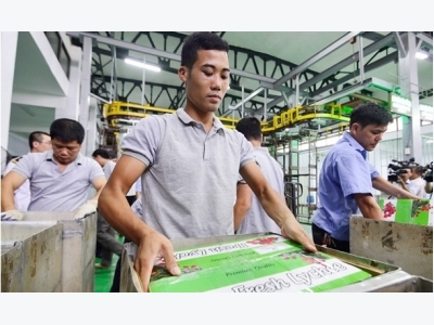 Vải thiều xuất khẩu sang Úc 'gặp nạn', tại anh hay tại ả?