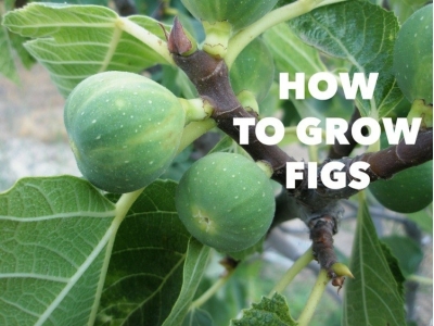 Growing Figs