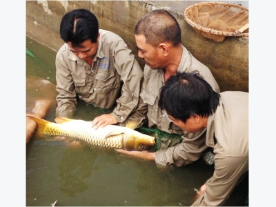 Sản xuất tại chỗ giống cá chép V1