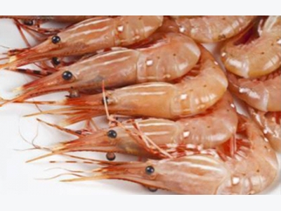 Ecuador encourages shrimps inclusion in the US Seafood Import Monitoring Program