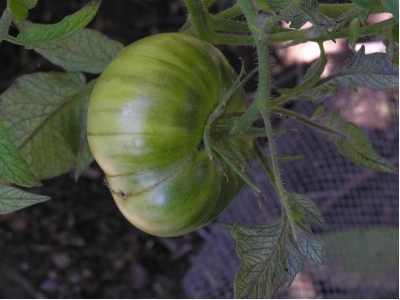 Tomato Growing Problems From Improper Watering