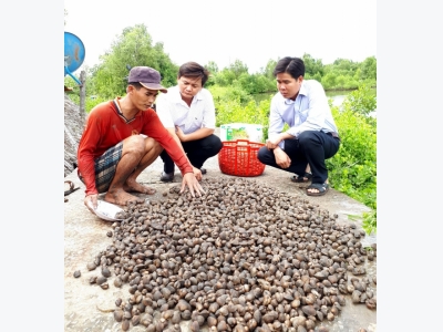 Lợi kép từ nuôi tôm kết hợp sò huyết