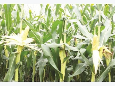 Problems in reduction of dependency on imported corn