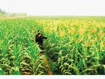 Vietnam spends nearly 1.7 billion USD on corn import every year