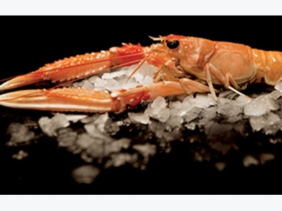 Ireland incentivizes shrimp fishermen to tackle discards