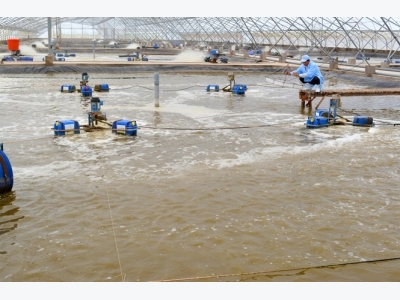 Bạc Liêu hướng đến trung tâm công nghiệp tôm