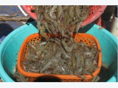 Dong Thap wants no white-leg shrimp farming in freshwater areas