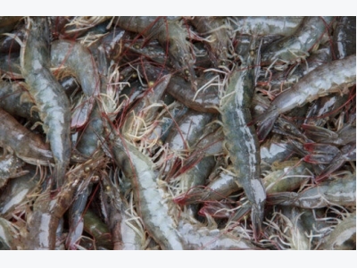 Farmed shrimp can thrive on soy and canola meal blend: Malaysian team