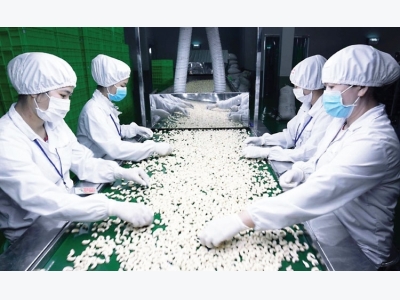 Binh Phuoc: Industry promotion helps cashew industry
