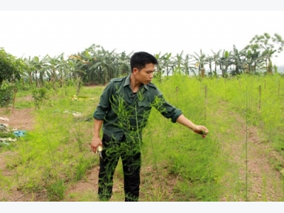 Trồng măng tây trên đất bãi, thu tiền tươi mỗi ngày