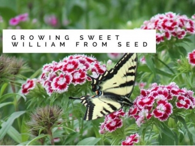 Sweet William: Growing from Seed