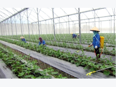 Hi-tech agriculture enterprises face difficulties in borrowing