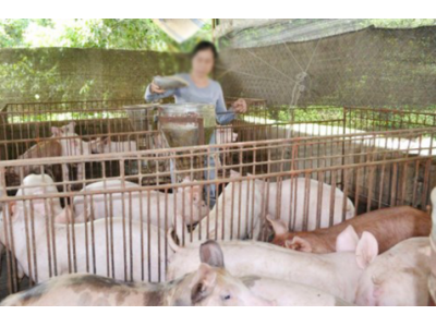 Vietnam strive to curb antibiotic in animal breeding
