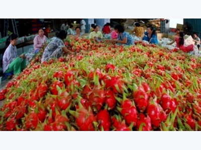 Measures to promote exports of vegetables and fruits