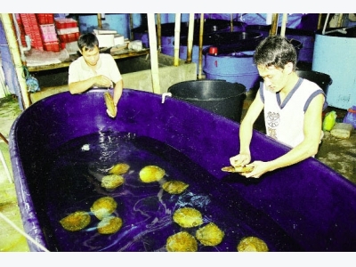 Cần cú huých trong sản xuất giống nhuyễn thể