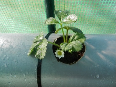 How to Build a Strawberry Planter: Tips and Plans