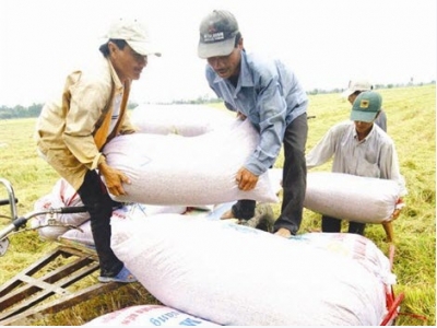 Không có chuyện nguồn cung gạo thế giới bị thắt chặt